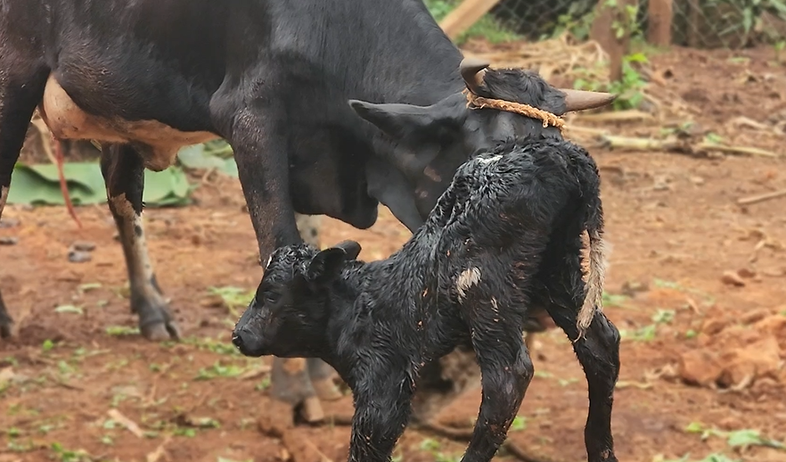 News Image - Goats giving birth
